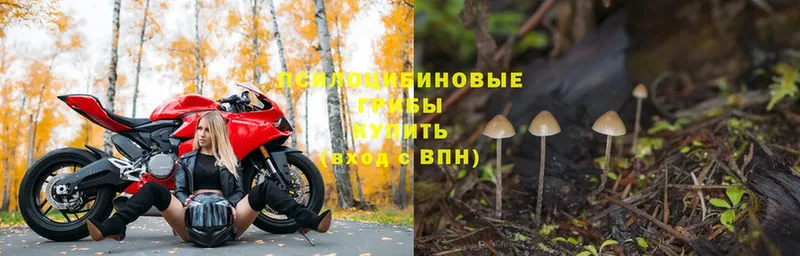 Псилоцибиновые грибы Magic Shrooms  Ельня 